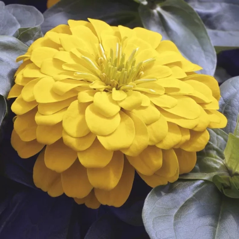 Zinnia%20Bodur%20Seri%20Sarı%20Renk%20-%20Saksılık%205%20Tohum