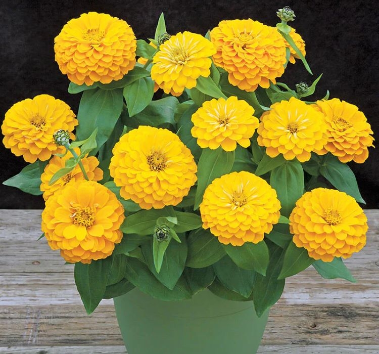 Zinnia%20(%20Kirli%20Hanım%20)%20Büyük%20Geniş%20Çiçekli%20-%20SARI%20(%205%20Tohum%20)