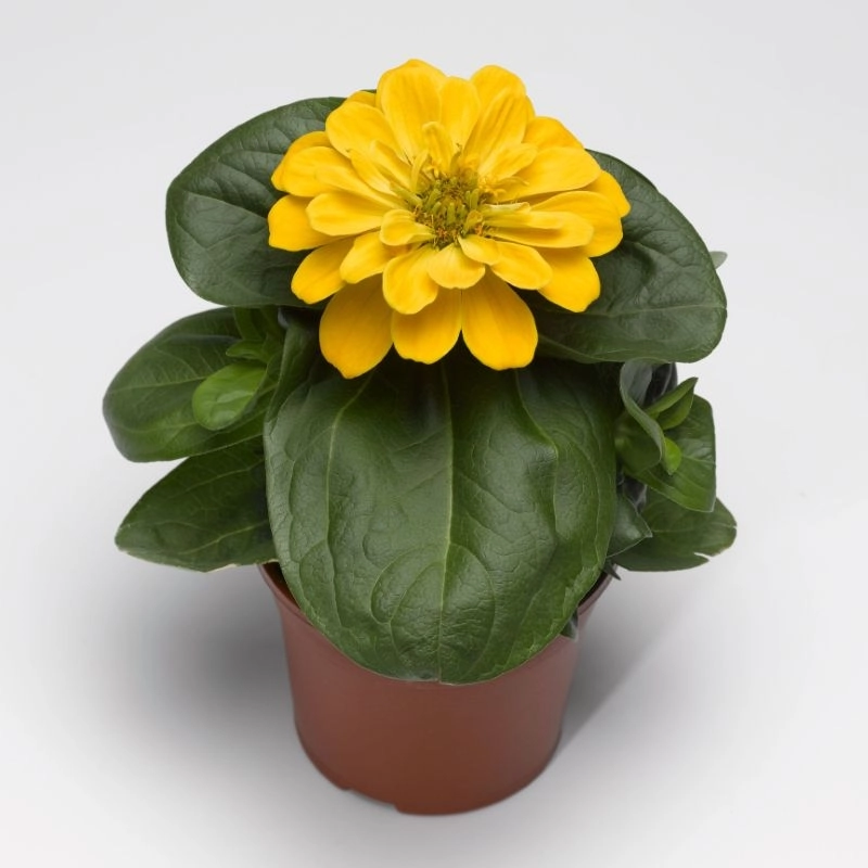 Zinnia%20Bodur%20Seri%20Sarı%20Renk%20-%20Saksılık%205%20Tohum