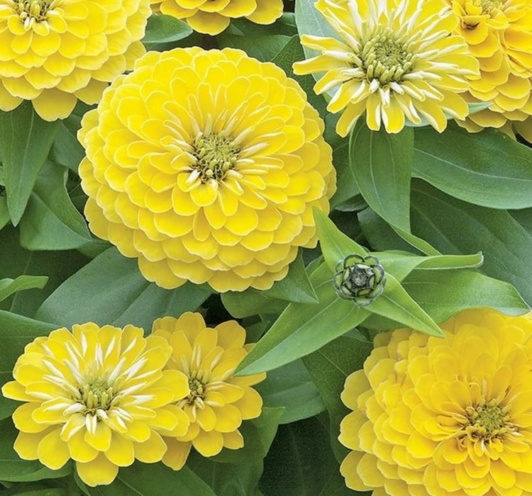 Zinnia%20(%20Kirli%20Hanım%20)%20Büyük%20Geniş%20Çiçekli%20-%20SARI%20(%205%20Tohum%20)