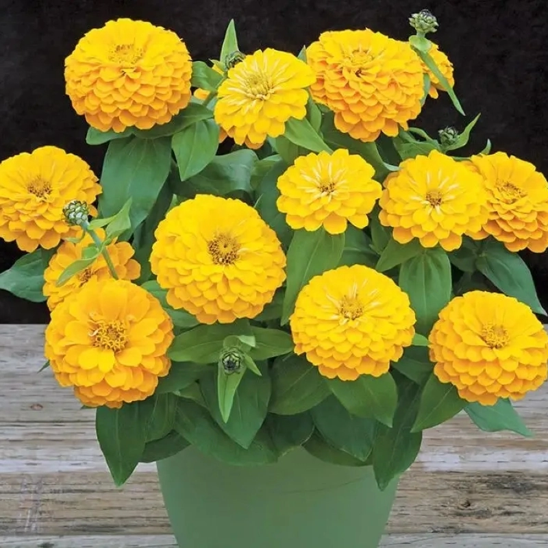 Zinnia%20Bodur%20Seri%20Sarı%20Renk%20-%20Saksılık%205%20Tohum