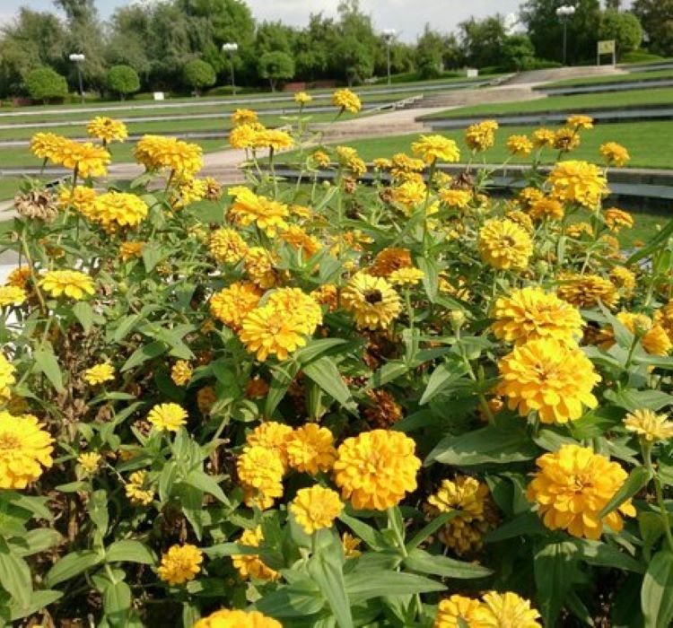 Zinnia%20(%20Kirli%20Hanım%20)%20Büyük%20Geniş%20Çiçekli%20-%20SARI%20(%205%20Tohum%20)