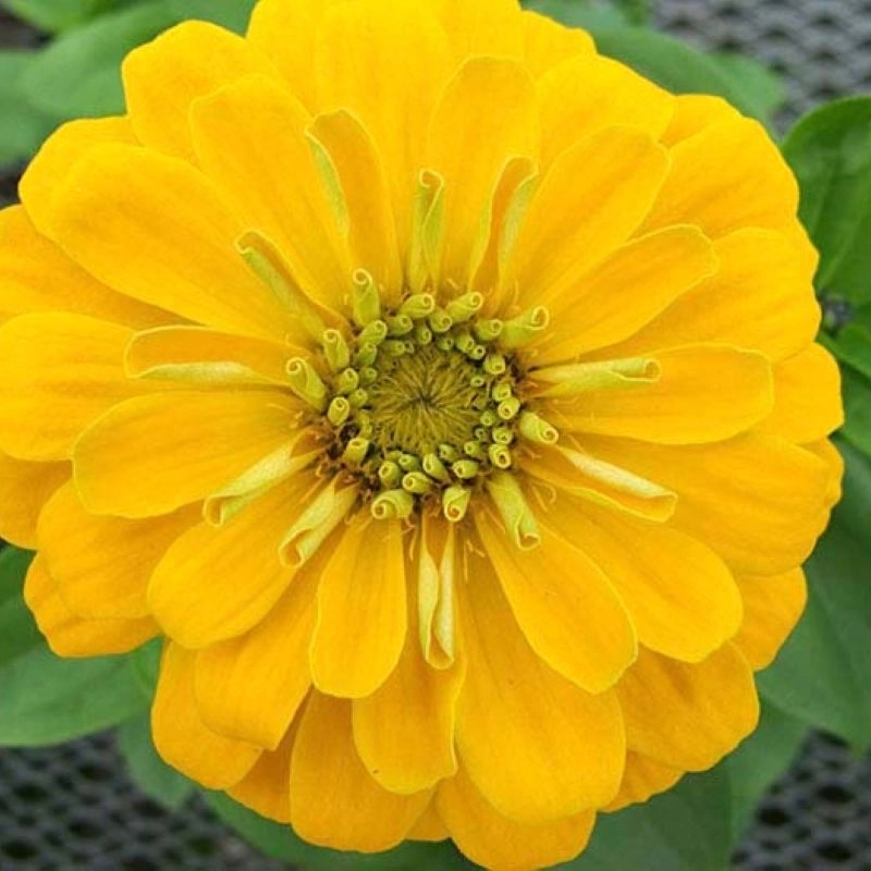 Zinnia%20Bodur%20Seri%20Sarı%20Renk%20-%20Saksılık%205%20Tohum