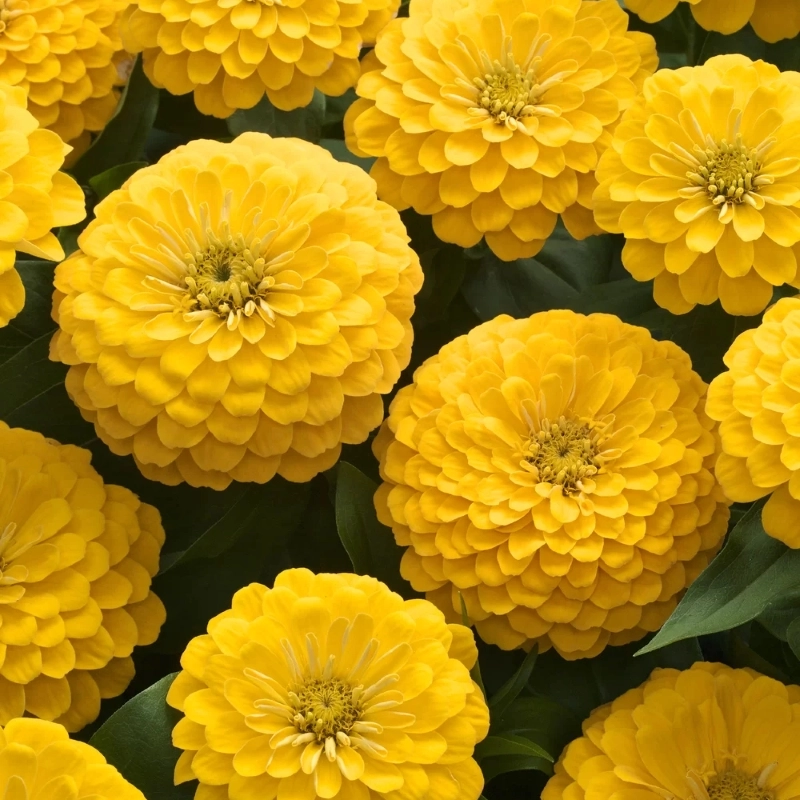 Zinnia%20Bodur%20Seri%20Sarı%20Renk%20-%20Saksılık%205%20Tohum