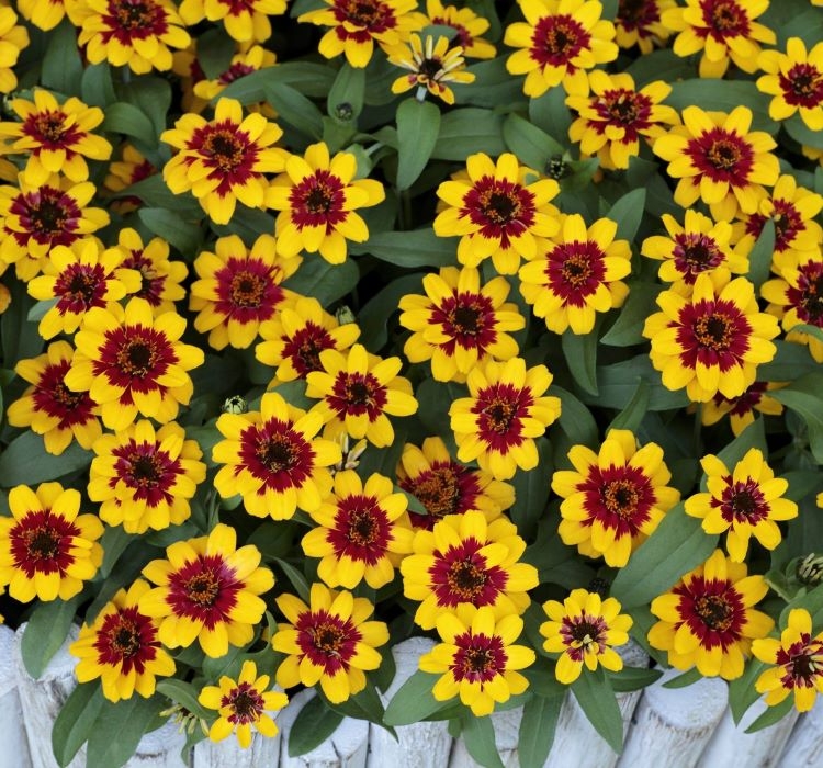 Zinnia%20Çiçeği%20Tohumu%20(%20Mini%20Çiçekli,%20Kirli%20Hanım%20)%20Sarı%20Kırmızı%20Renkli%20-%205%20Tohum