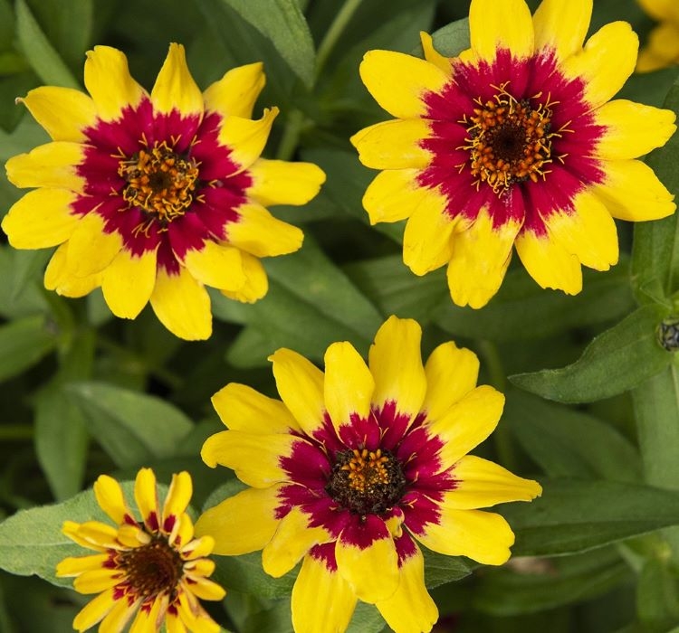 Zinnia%20Çiçeği%20Tohumu%20(%20Mini%20Çiçekli,%20Kirli%20Hanım%20)%20Sarı%20Kırmızı%20Renkli%20-%205%20Tohum