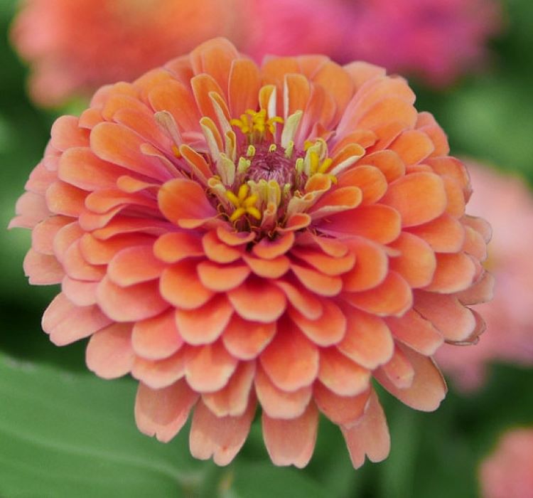 Zinnia%20-%20Kirli%20Hanım%20Tohumu%20(%20Dev%20çiçekli,%20Uzun%20Boylu%20)%20-%20Somon%20Renkli%20-%205%20Tohum