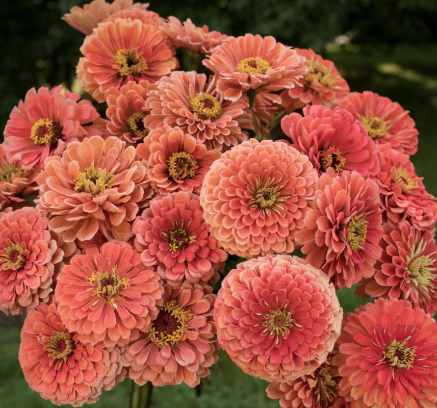 Zinnia%20-%20Kirli%20Hanım%20Tohumu%20(%20Dev%20çiçekli,%20Uzun%20Boylu%20)%20-%20Somon%20Renkli%20-%205%20Tohum