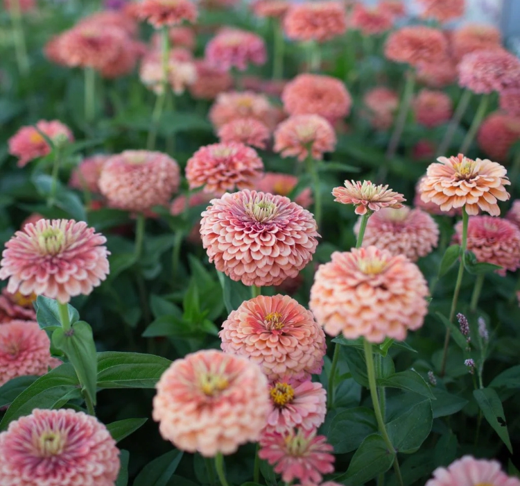 Zinnia%20-%20Kirli%20Hanım%20Tohumu%20(%20Dev%20çiçekli,%20Uzun%20Boylu%20)%20-%20Somon%20Renkli%20-%205%20Tohum