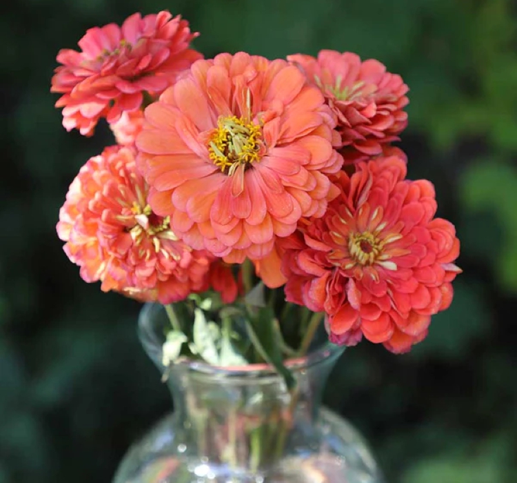 Zinnia%20-%20Kirli%20Hanım%20Tohumu%20(%20Dev%20çiçekli,%20Uzun%20Boylu%20)%20-%20Somon%20Renkli%20-%205%20Tohum