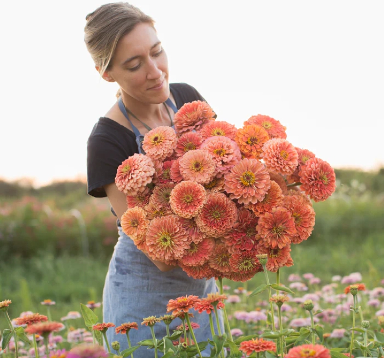 Zinnia%20-%20Kirli%20Hanım%20Tohumu%20(%20Dev%20çiçekli,%20Uzun%20Boylu%20)%20-%20Somon%20Renkli%20-%205%20Tohum