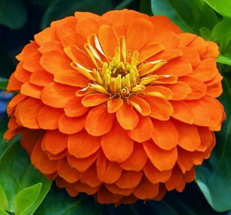 Zinnia%20(%20Kirli%20Hanım%20)%20Büyük%20Geniş%20Çiçekli%20-%20TURUNCU%20(%205%20Tohum%20)