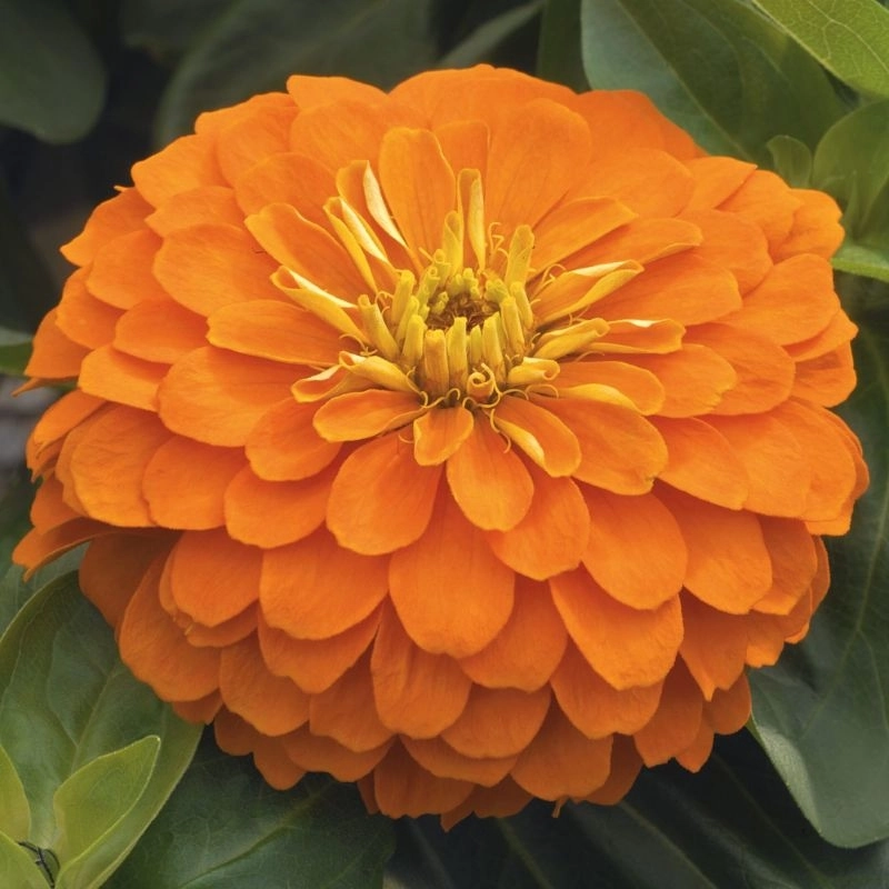 Zinnia%20Bodur%20Seri%20Turuncu%20Renk%20-%20Saksılık%205%20Tohum