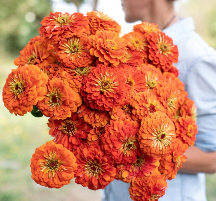 Zinnia%20-%20Kirli%20Hanım%20Tohumu%20(%20Dev%20çiçekli,%20Uzun%20Boylu%20)%20-%20Turuncu%20Renkli%20-%205%20Tohum