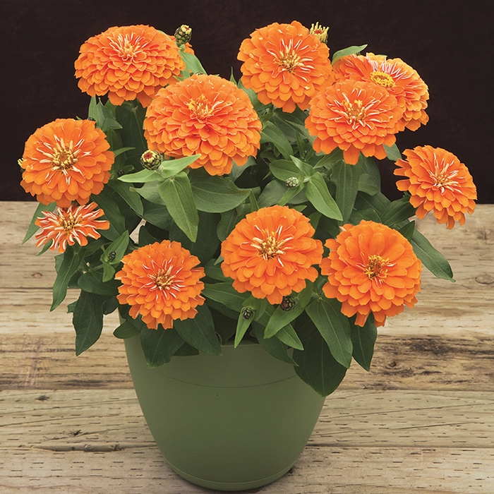 Zinnia%20(%20Kirli%20Hanım%20)%20Büyük%20Geniş%20Çiçekli%20-%20TURUNCU%20(%205%20Tohum%20)