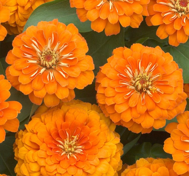 Zinnia%20(%20Kirli%20Hanım%20)%20Büyük%20Geniş%20Çiçekli%20-%20TURUNCU%20(%205%20Tohum%20)