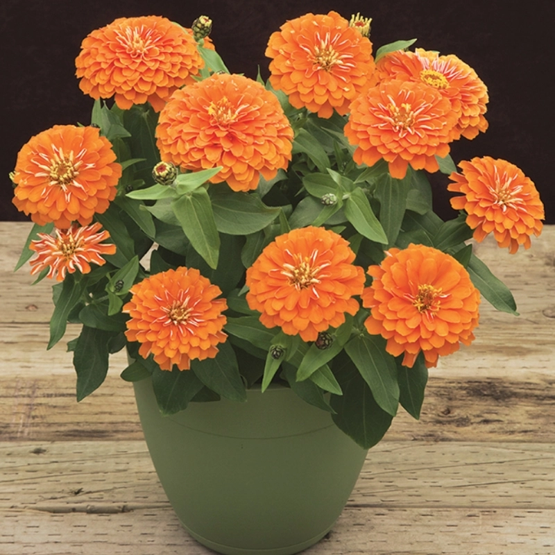 Zinnia%20Bodur%20Seri%20Turuncu%20Renk%20-%20Saksılık%205%20Tohum