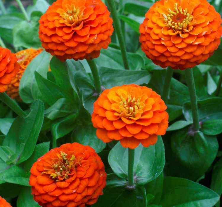 Zinnia%20-%20Kirli%20Hanım%20Tohumu%20(%20Dev%20çiçekli,%20Uzun%20Boylu%20)%20-%20Turuncu%20Renkli%20-%205%20Tohum