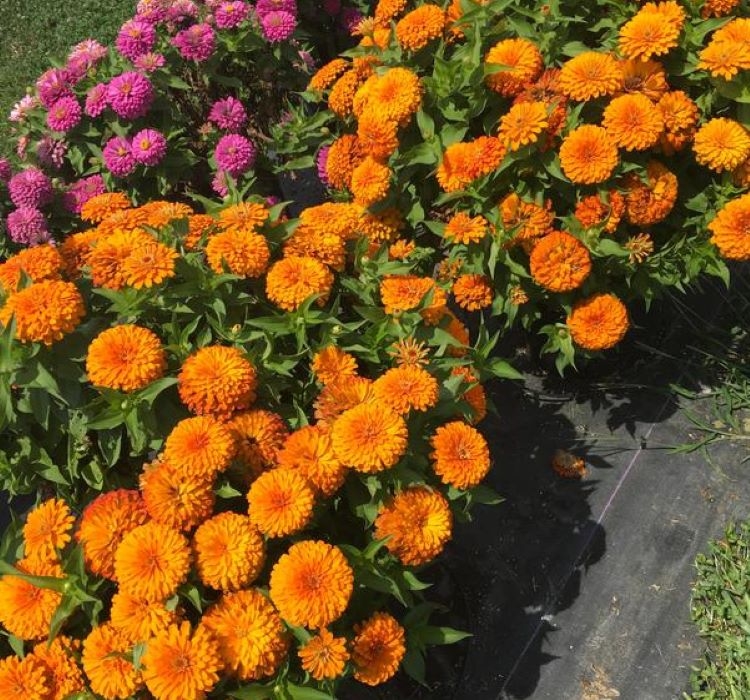 Zinnia%20(%20Kirli%20Hanım%20)%20Büyük%20Geniş%20Çiçekli%20-%20TURUNCU%20(%205%20Tohum%20)