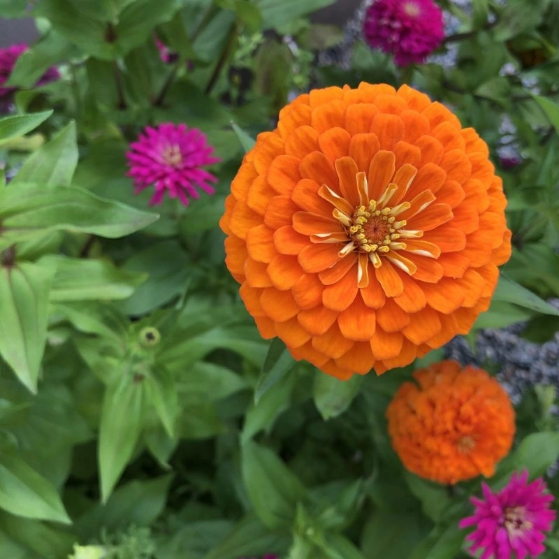 Zinnia%20Bodur%20Seri%20Turuncu%20Renk%20-%20Saksılık%205%20Tohum