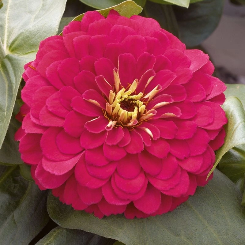 Zinnia%20Bodur%20Seri%20Viyolet%20Renk%20-%20Saksılık%205%20Tohum