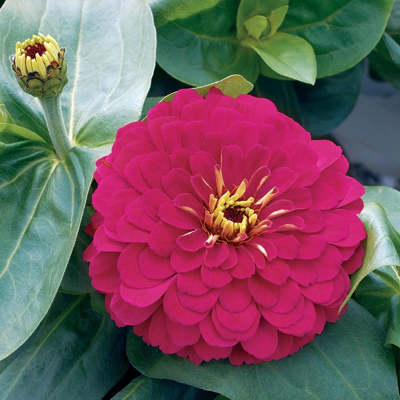 Zinnia%20Bodur%20Seri%20Viyolet%20Renk%20-%20Saksılık%205%20Tohum