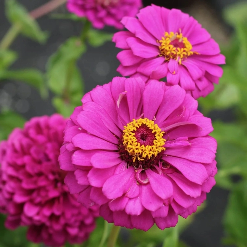 Zinnia%20Bodur%20Seri%20Viyolet%20Renk%20-%20Saksılık%205%20Tohum