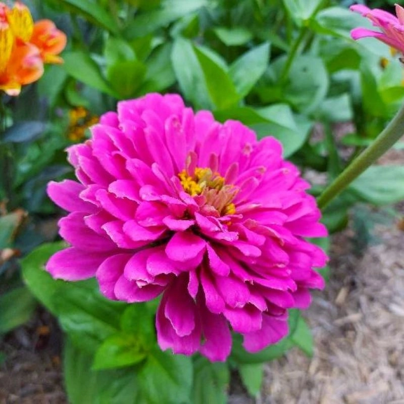 Zinnia%20Bodur%20Seri%20Viyolet%20Renk%20-%20Saksılık%205%20Tohum