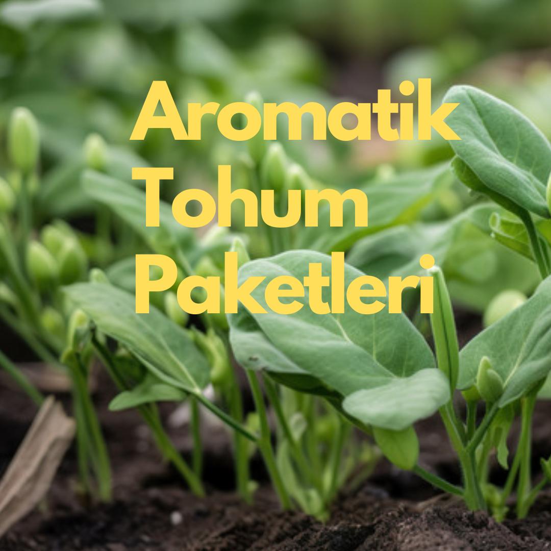 Aromatik Tohumlar