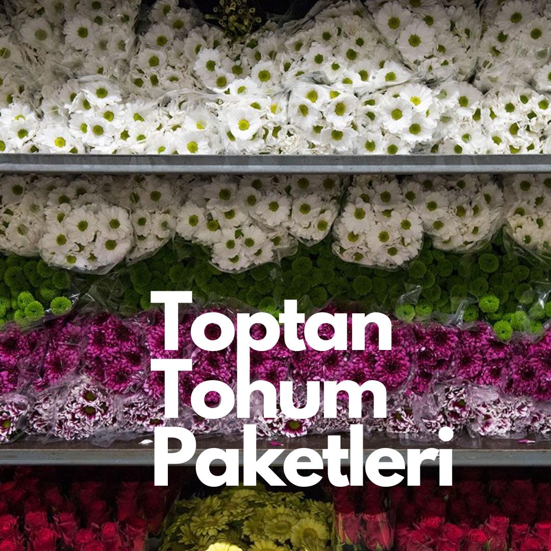 Toptan Çiçek Tohumları